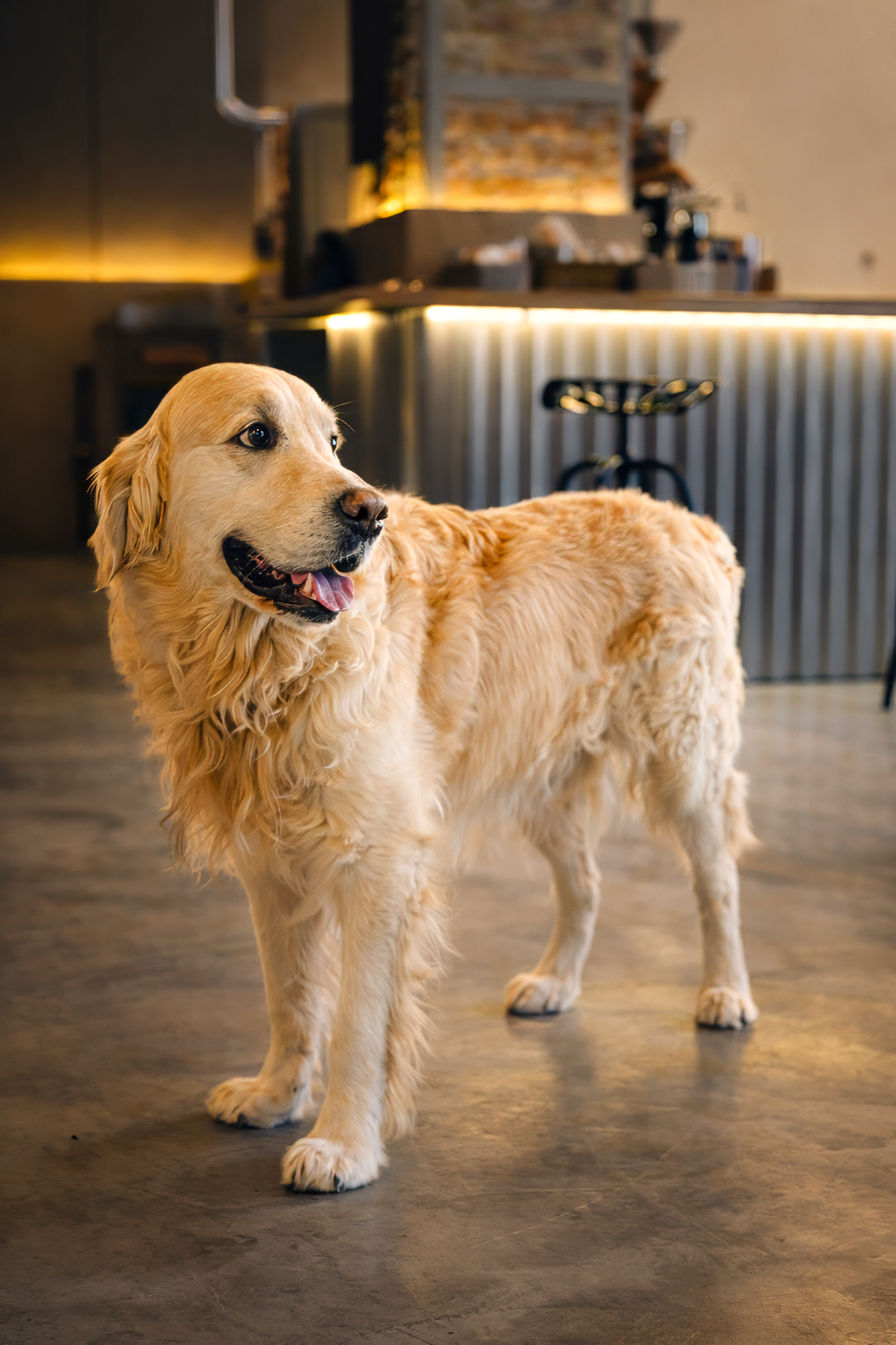 A golden retriever inside Bruma